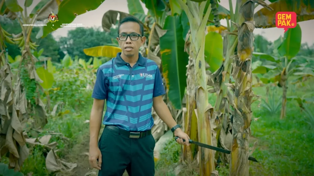 Lelaki berdiri di kebun pisang dengan pokok pisang yang sedang berbuah