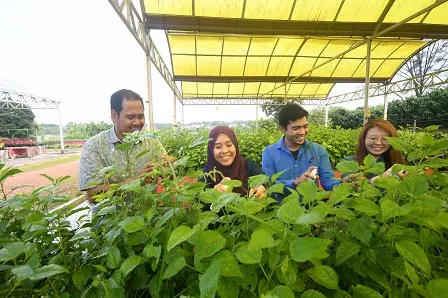 Tanaman sihat menggunakan teknologi booster fotosintesis HARVAST Malaysia