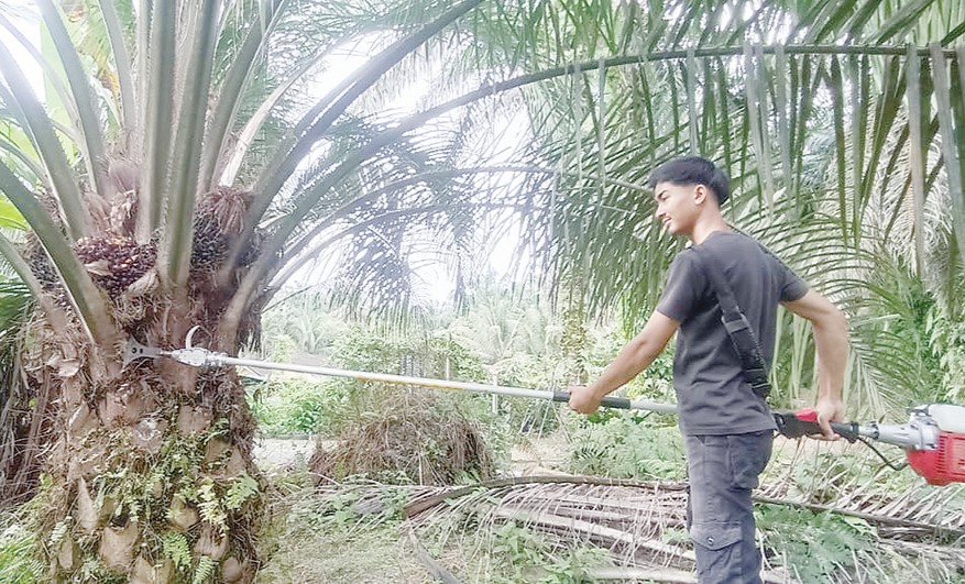 Muhammad Hazim mengurus ladang kelapa sawit menggunakan alat pemotong di kebun keluarga