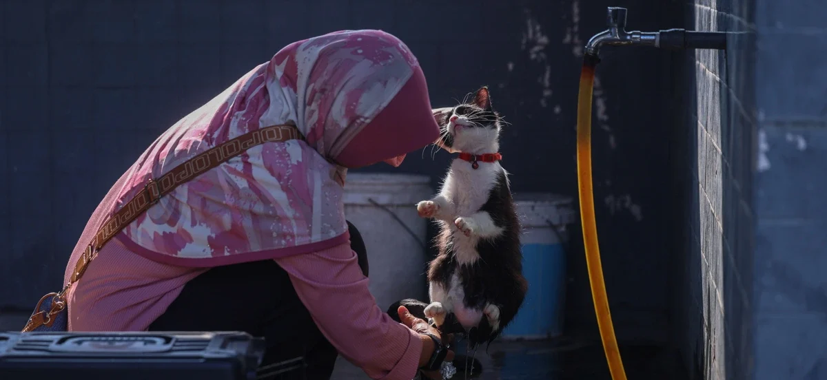 Sukarelawan membersihkan kucing terbiar semasa program Potong Royong kawalan populasi haiwan di kawasan bandar