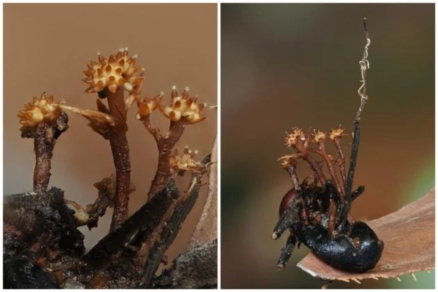 Kulat unik berbentuk tanduk kecil tumbuh dari badan serangga di hutan hujan Sabah dengan struktur bercabang yang jelas kelihatan.