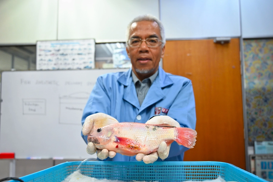 Dr Mohd Fuad Matori menunjukkan ikan tilapia selepas prosedur pembedahan ikan pertama di Malaysia oleh UPM