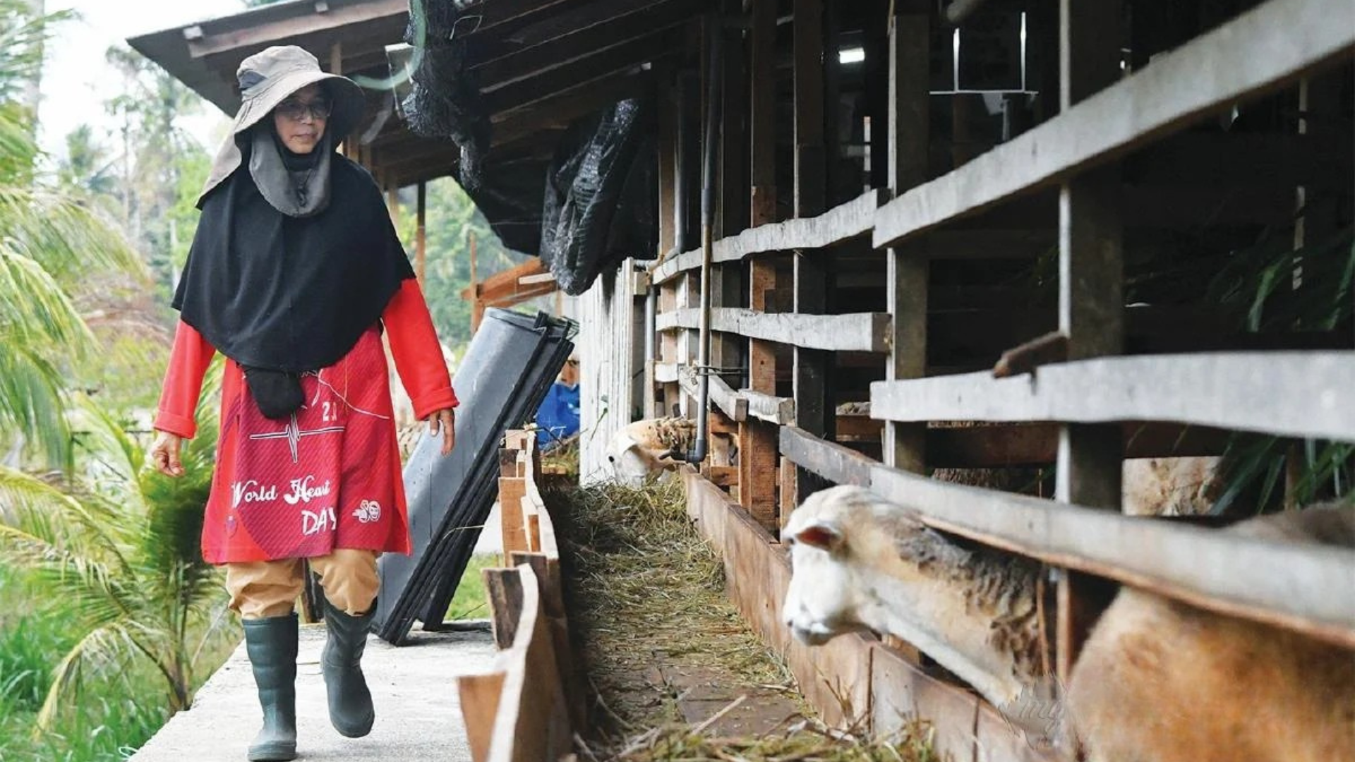 Dr Saedah Ali berjalan di kawasan kandang biri-biri premium miliknya di Bachok sambil memantau ternakan di ladang.